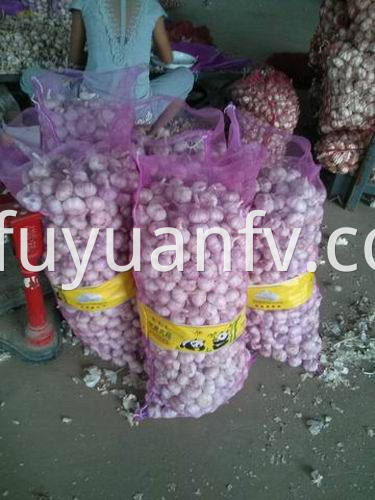  fresh garlic to Sri lanka 